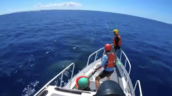 ჰავაიზე ოკეანოლოგებმა თოკებში გახლართული ვეშაპი გაათავისუფლეს – ვიდეო - Sputnik საქართველო