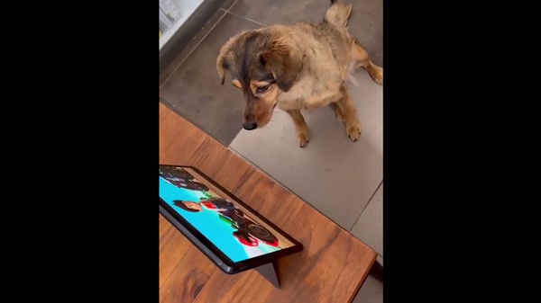 Собака очень любит мультики и готова променять на них что угодно – забавное видео - Sputnik Грузия