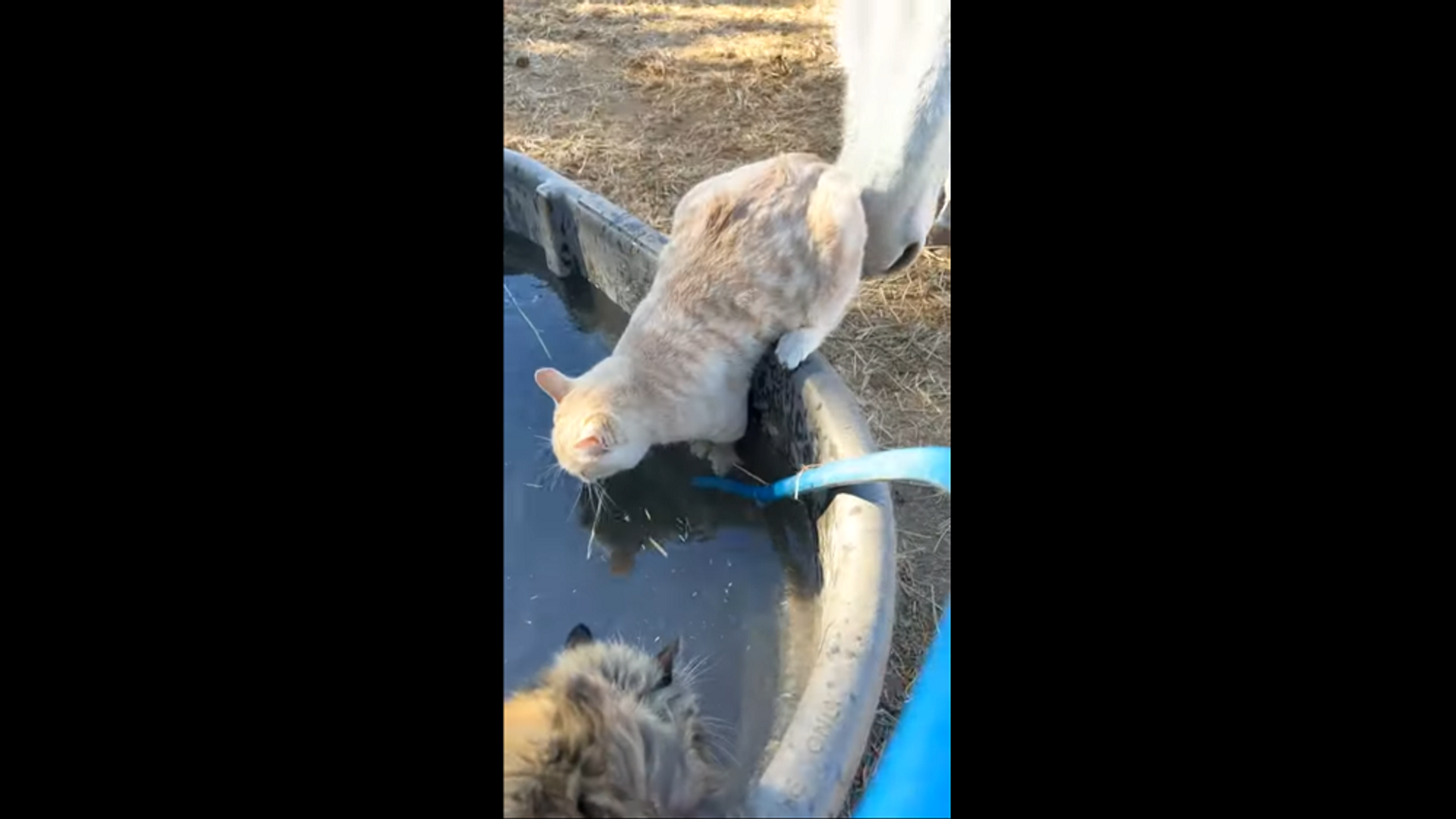 Чем-то насолил: лошадь столкнула пьющего кота в воду – забавное видео - Sputnik Грузия, 1920, 22.02.2022