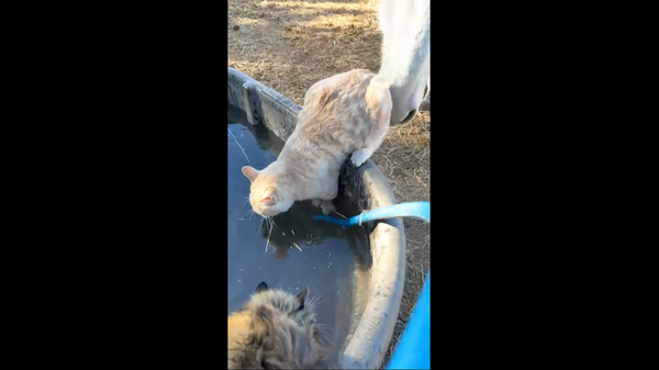Чем-то насолил: лошадь столкнула пьющего кота в воду – забавное видео - Sputnik Грузия