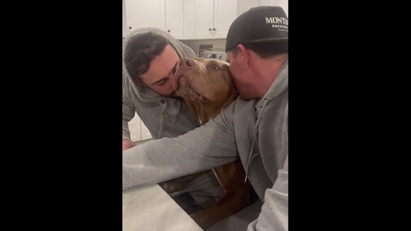 Два парня решили обнюхать пса с ног до головы – видео реакции питомца - Sputnik Грузия
