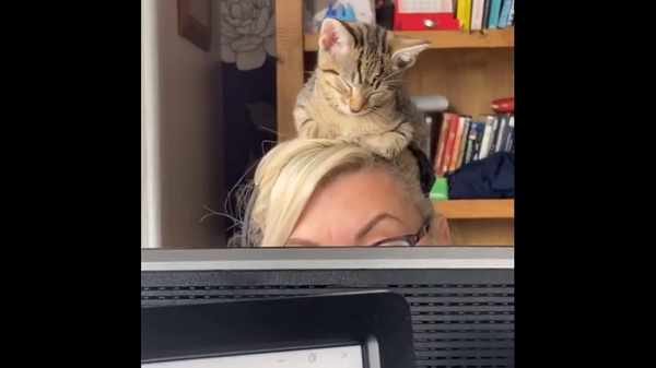 Котенок решил поспать на голове хозяйки прямо во время ее совещания по работе – видео - Sputnik Грузия