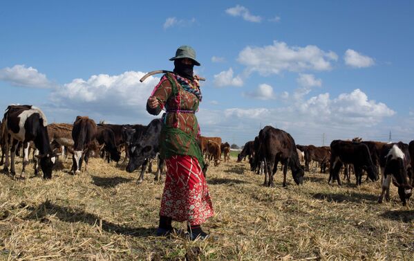 А женщины ухаживают за скотом и занимаются хозяйством - Sputnik Грузия