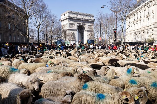Прохожие смотрят на овец, идущих во время отгонного скотоводства возле Триумфальной арки в Париже, в последний день 58-й Международной сельскохозяйственной ярмарки - Sputnik Грузия
