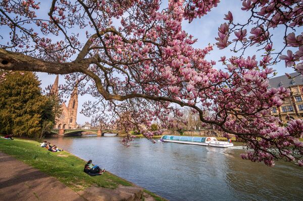 Люди отдыхают под цветущей магнолией на берегу реки Илл в центре Страсбурга - Sputnik Грузия
