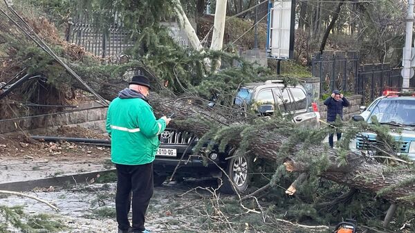 Последствия и разрушения от ураганного ветра в Грузии. Поваленные деревья в районе Ваке на подъеме Варазисхеви - Sputnik Грузия