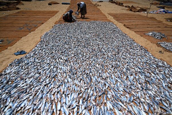 Рабочие обрабатывают соленую рыбу в гавани в Негомбо - Sputnik Грузия