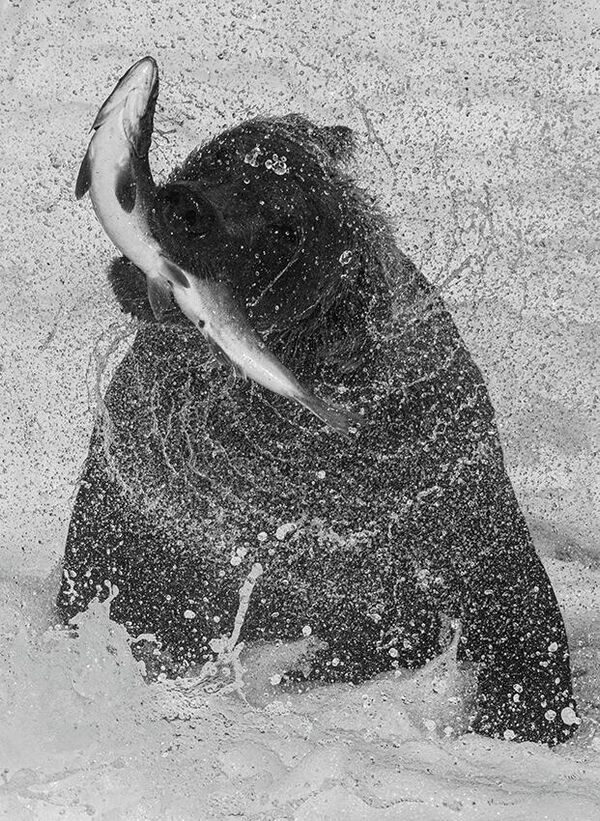 Снимок &quot;Спираль смерти&quot; американского фотографа Райхана Мундра , победивший в категории &quot;Дикая природа&quot;  - Sputnik Грузия