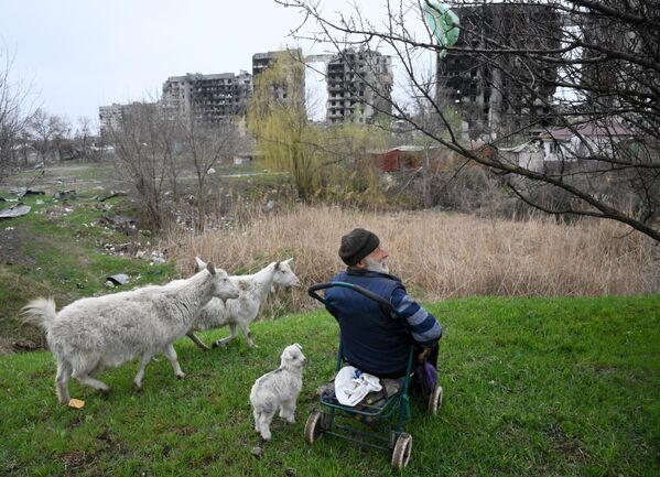 Местный житель пасет коз на окраине Левобережного района Мариуполя - Sputnik Грузия