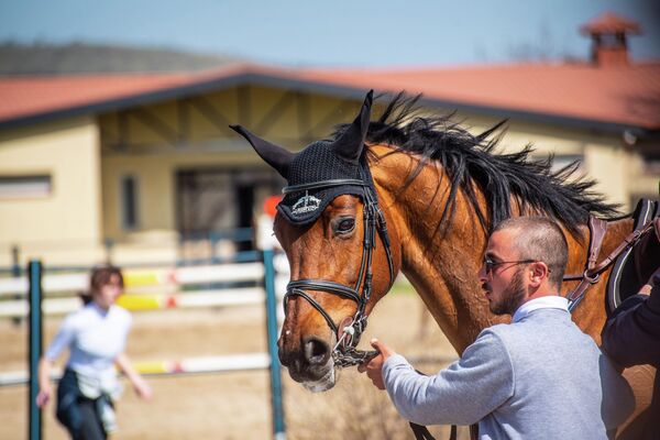 Сейчас традиция проведения конных соревнований возрождается.  - Sputnik Грузия