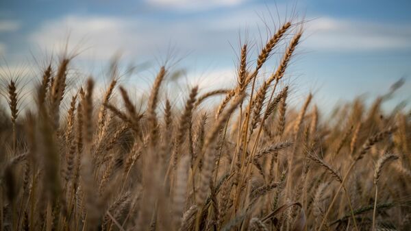 Пшеничное поле, фото из архива - Sputnik Грузия