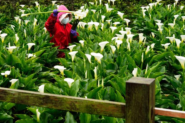 Фермер собирает цветы арумовой лилии на своей ферме в национальном парке Янминшань, Тайвань - Sputnik Грузия