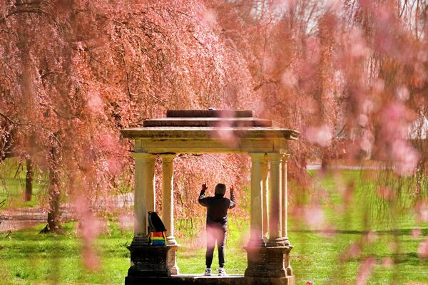 Человек поднимает руки, слушая музыку среди цветущей сакуры в парке Фэрмаунт в Филадельфии - Sputnik Грузия