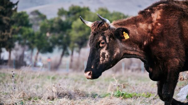 Домашний скот - коровы пасутся на лугу - Sputnik Грузия