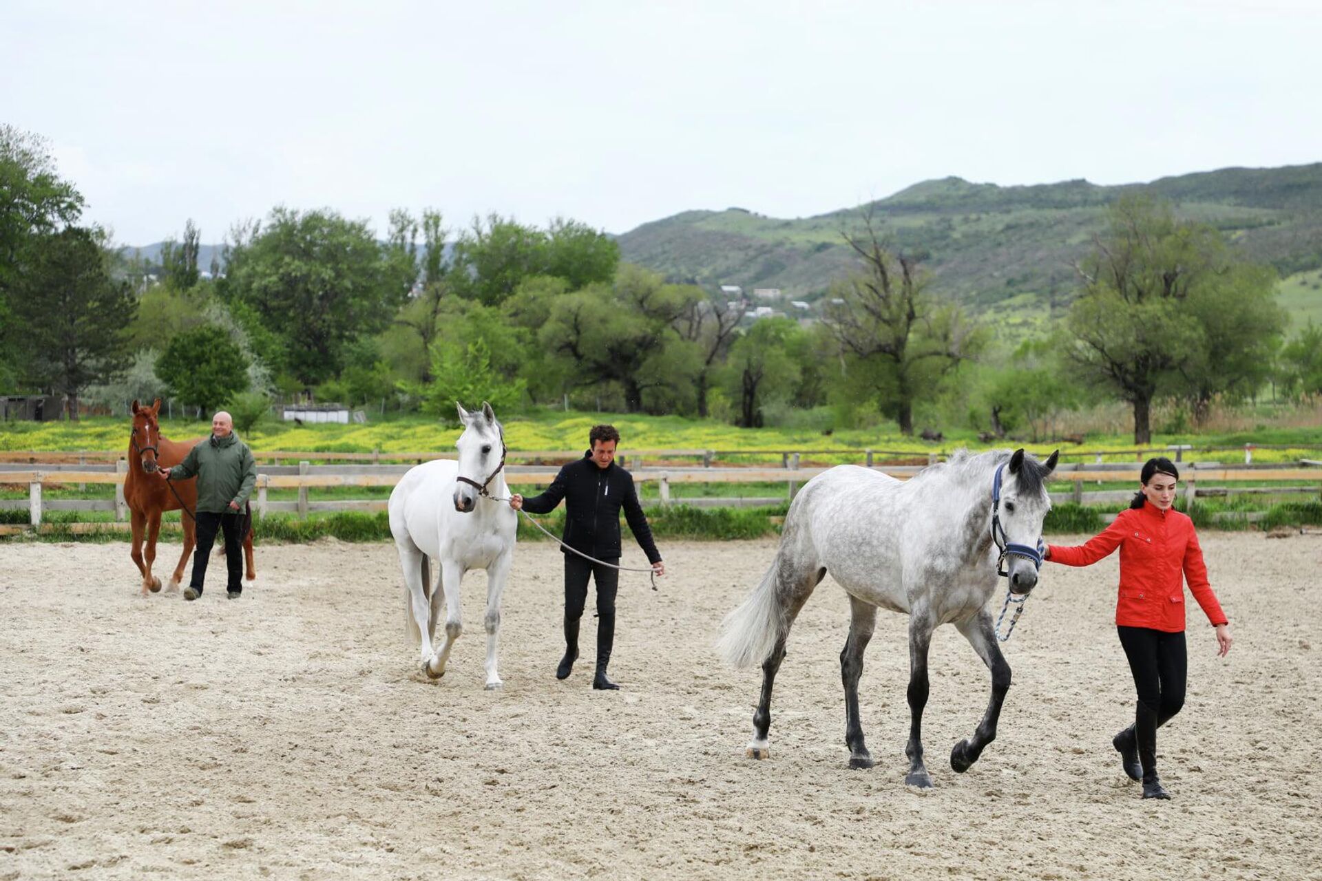 Для федерации конного спорта Грузии закупили лошадей - Sputnik საქართველო, 1920, 03.05.2022