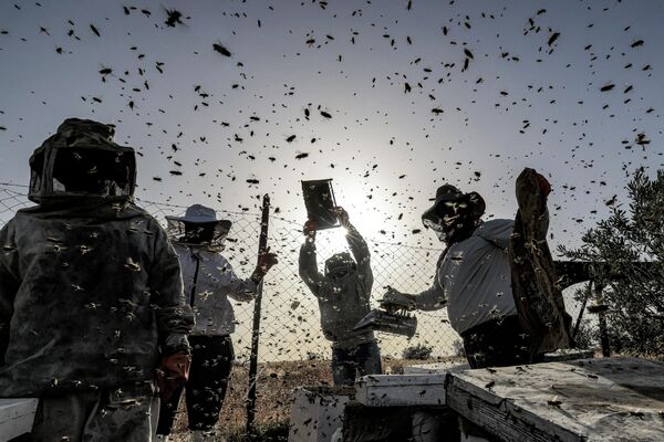 Палестинские пчеловоды собирают мед из ульев на пасеке во время ежегодного сезона сбора урожая в Хан-Юнисе на юге сектора Газа - Sputnik Грузия
