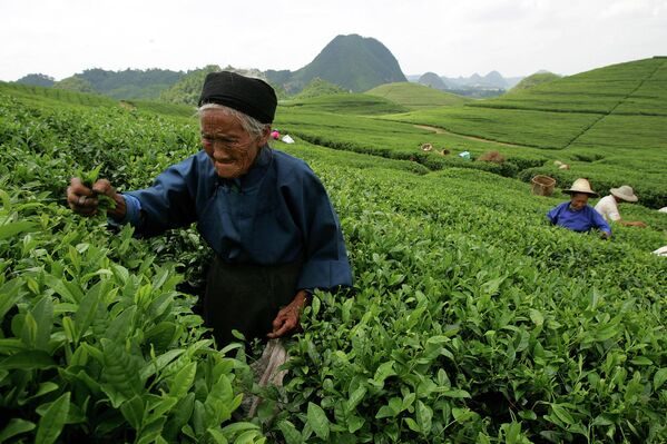 В зависимости от региона выращивания, сбор чая может осуществляться круглый год  - Sputnik Грузия