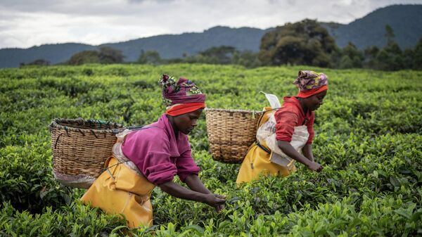 Фермеры собирают чайные листья на чайной плантации в Гисакуре, на юго-западе Руанды - Sputnik Грузия