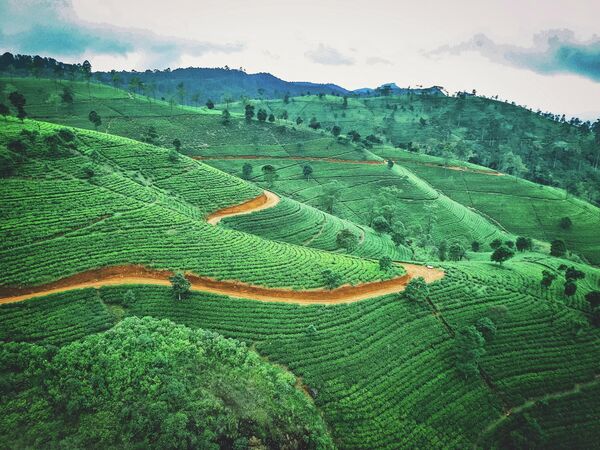 Сейчас вкуснейшие чаи произрастают в Шри-Ланке, Индии, Индонезии, Вьетнаме, Кении, Танзании - Sputnik Грузия