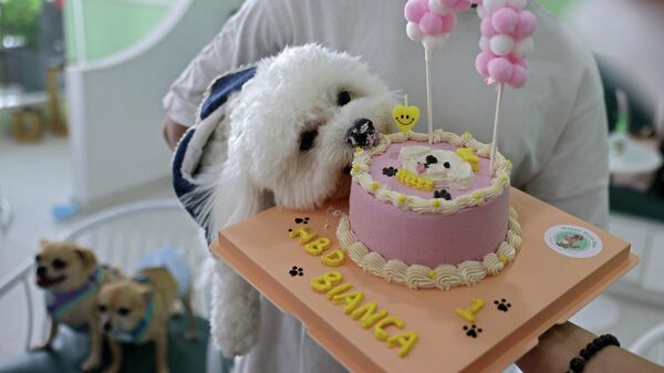 Собака Бланка во время празднования дня рождения в первом кафе для собак в Дубае   - Sputnik Грузия