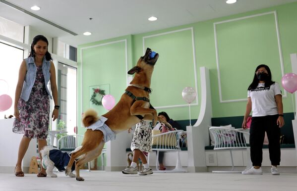 Еще один собачий день рождения в первом кафе &quot;только для собак&quot; в Дубае - Sputnik Грузия