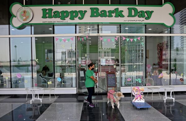 Happy Bark Day — это эксклюзивное кафе для домашних животных - Sputnik Грузия