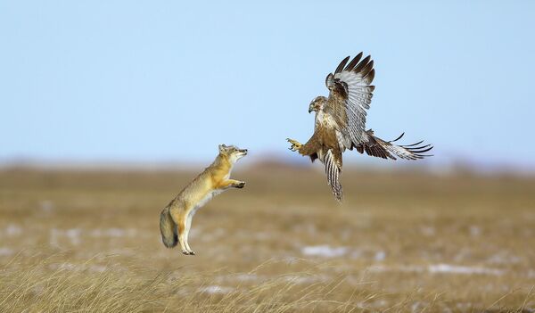 Снимок &quot;Горный орел против Лиса&quot; китайского фотографа Баожу Вана, ставший финалистом в категории &quot;Поведение птиц&quot; - Sputnik Грузия
