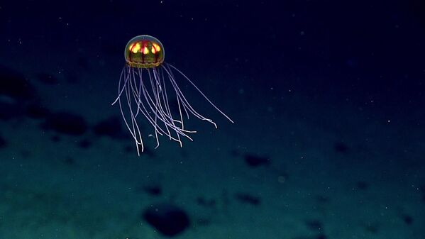 Биолюминесцентная медуза во время глубоководного исследования морского национального памятника Марианской впадины в Тихом океане недалеко от Гуама и Сайпана - Sputnik Грузия