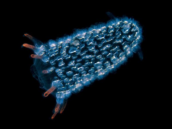 Pyrosome представляют собой цилиндрические или конусообразные колонии длиной до 18 метров, состоящие из сотен и тысяч особей. Колонии имеют размеры от менее одного сантиметра до нескольких метров в длину. Их обычно называют &quot;морскими огурцами&quot; - Sputnik Грузия