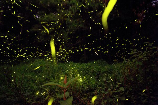 Светлячки освещают участок леса в Пьедра-Кантеада, недалеко от Нанакамильпы, штат Тласкала, Мексика - Sputnik Грузия