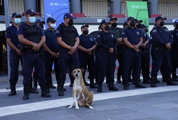 Уличная собака перед кордоном полиции в Исукар-де-Матаморос, мексиканский штат Пуэбла - Sputnik Грузия