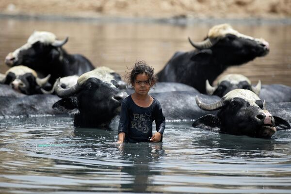 Маленькая иракская пастушка охлаждает буйволов в сточных водах высохшей реки Дияла - Sputnik Грузия