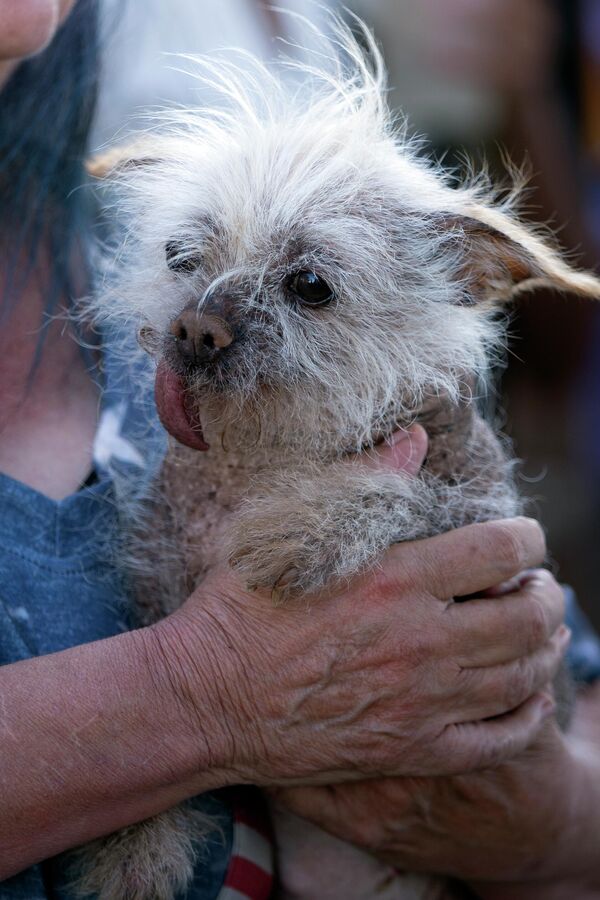 В этом году калифорнийская ярмарка Sonoma-Marin, в рамках которой проходит конкурс на самую уродливую собаку, вновь состоялась - Sputnik Грузия