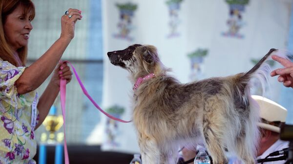Участник конкурса Самая уродливая собака в мире в городе Петалума, США - Sputnik Грузия