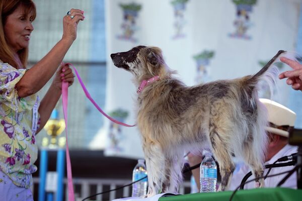 Конкурс &quot;Самая уродливая собака в мире&quot; проходил в Калифорнии до пандемии ежегодно на протяжении 50 лет - Sputnik Грузия