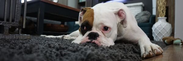 ძაღლი ხალიჩაზე - Sputnik საქართველო