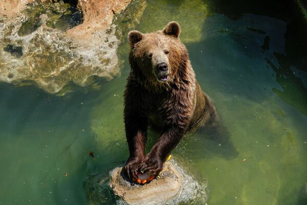 Евразийский бурый медведь держит фруктовую сосульку в Биопарко ди Рома в Риме - Sputnik Грузия