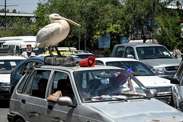 Домашнего пеликана поливают водой на крыше автомобиля в пробке в Кабуле - Sputnik Грузия