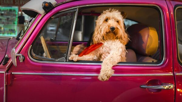 Снимок Chauffeur Dog турецкого фотографа Mehmet Aslan, ставший финалистом конкурса Animal Friends Comedy Pet Photo Awards  - Sputnik Грузия
