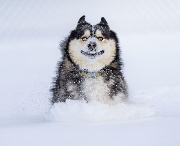 Снимок &quot;Мчащийся по снегу&quot; американского фотографа Марко Йовановича, ставший финалистом конкурса Animal Friends Comedy Pet Photo Awards - Sputnik Грузия