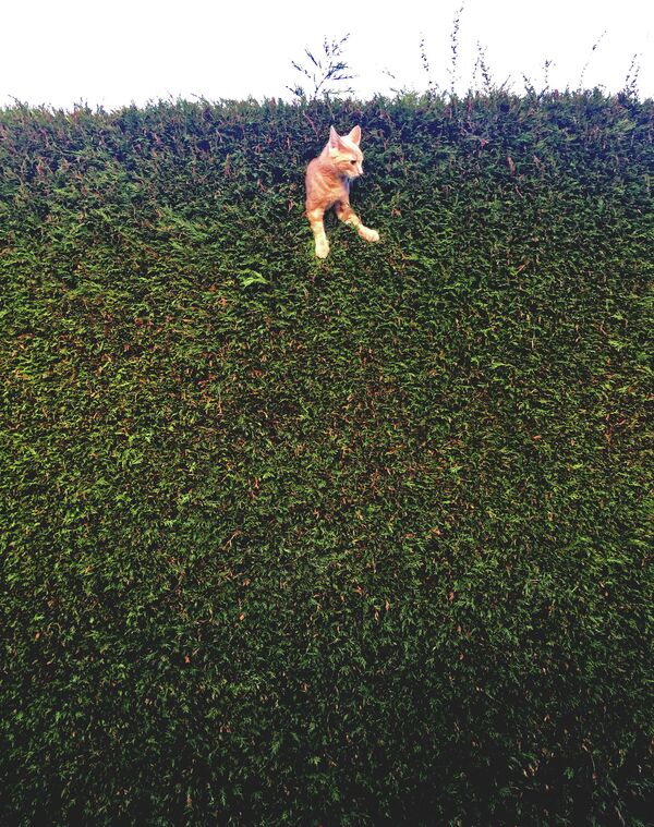 Снимок &quot;Кот Джек застрял в изгороди&quot; британского фотографа Фрейи Шарпа - Sputnik Грузия