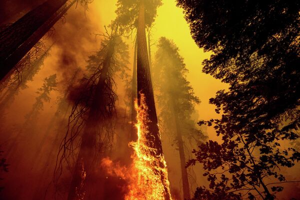 Кстати, в середине июля пожарные сумели взять под контроль очаг возгорания в самом национальном парке Йосемити. Тогда распространение пламени удалось предотвратить - Sputnik Грузия