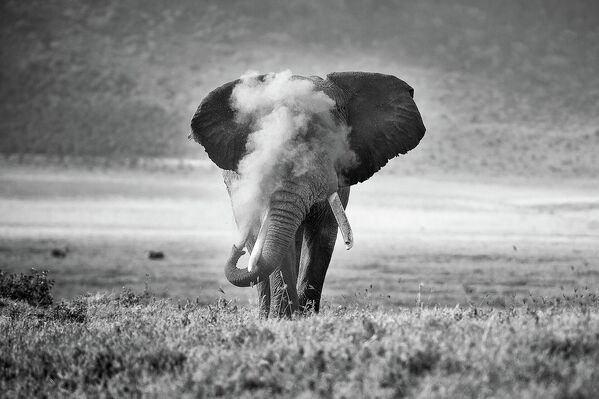 კატეგორიაში „ცხოველთა ქცევები“ მეორე ადგილის მფლობელი გახდა „აფრიკელი სპილო“ - Sputnik საქართველო