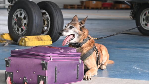 Как служебные собаки работают в аэропорту Минска - видео - Sputnik Грузия