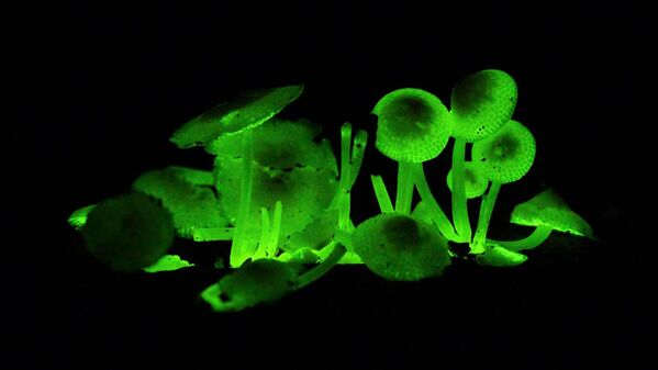 Снимок &quot;Флуоресцентные грибы&quot; фотографа Джулиан Шрадер, получивший высокую оценку членов жюри - Sputnik Грузия