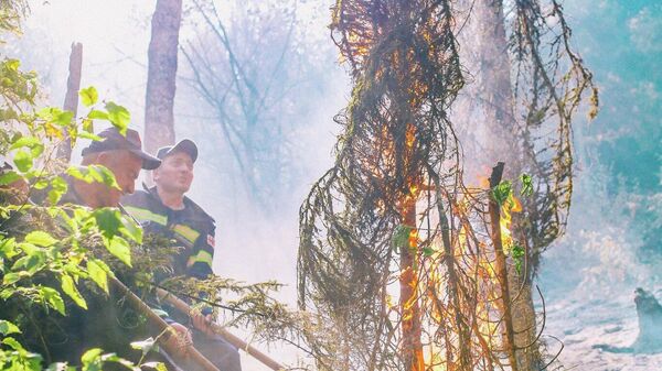 Пожар в лесу в горах близ Боржоми - Sputnik Грузия