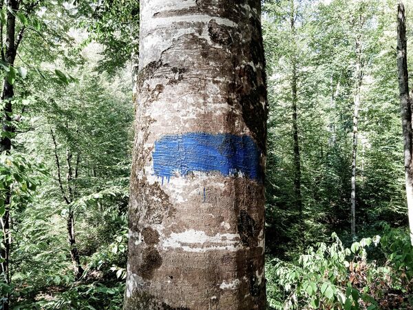 ხეებზე ლურჯი და თეთრი ნიშნულებია, რათა ტურისტები არ დაიკარგონ - Sputnik საქართველო