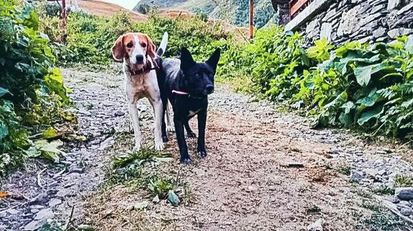Хевсурети - горные пейзажи и бродячие собаки в деревне - Sputnik Грузия