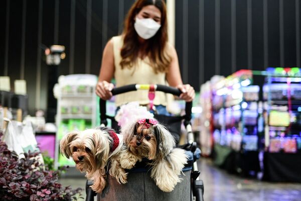 Женщина везет своих собак в коляске - Sputnik Грузия