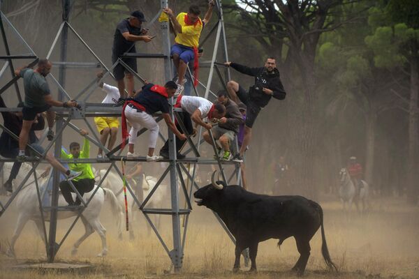 Мужчины убегают от быка во время фестиваля &quot;Торо-де-ла-Вега&quot; в Тордесильяс, Испания - Sputnik Грузия